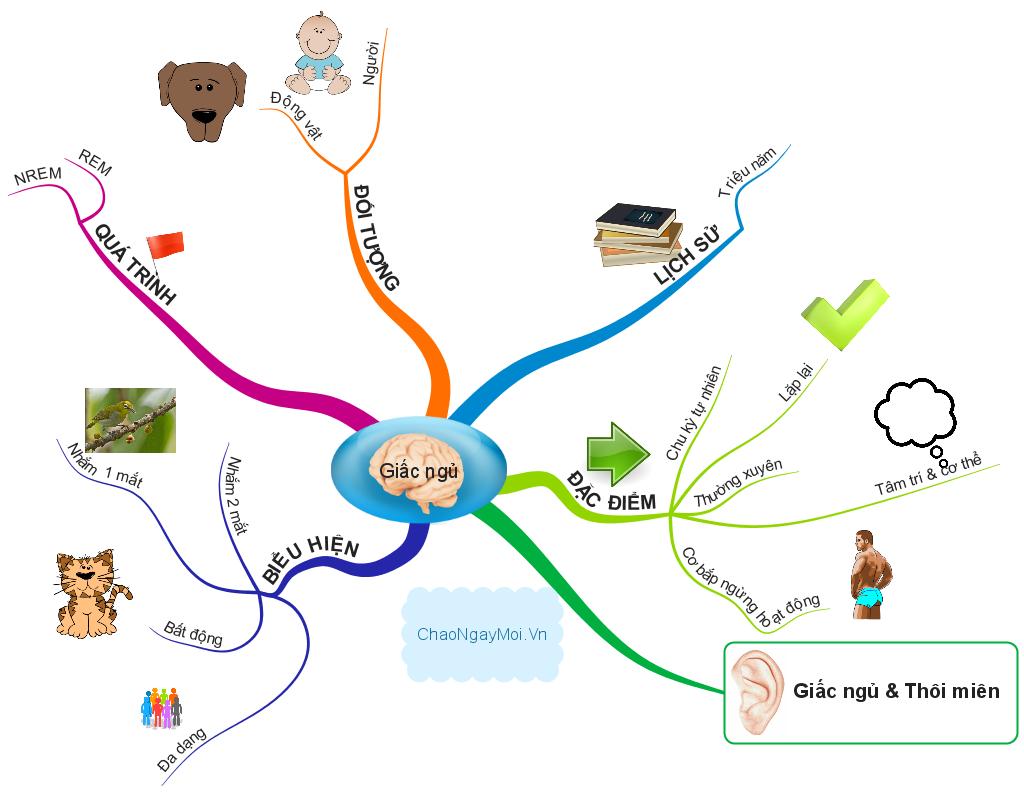 Các giai đoạn của giấc ngủ