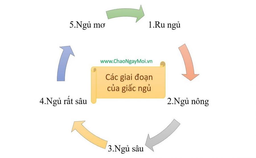 Các giai đoạn của giấc ngủ